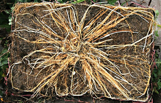 Sellana Pfanzenziegel - Huber Gartenbau Wolfhausen